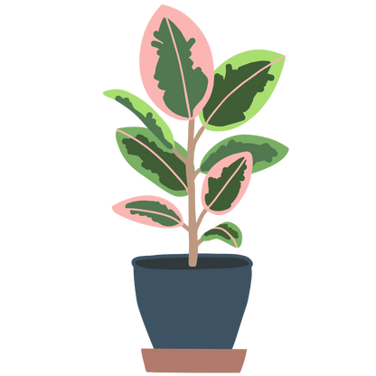 Variegated Ruby Rubber Plant Sticker