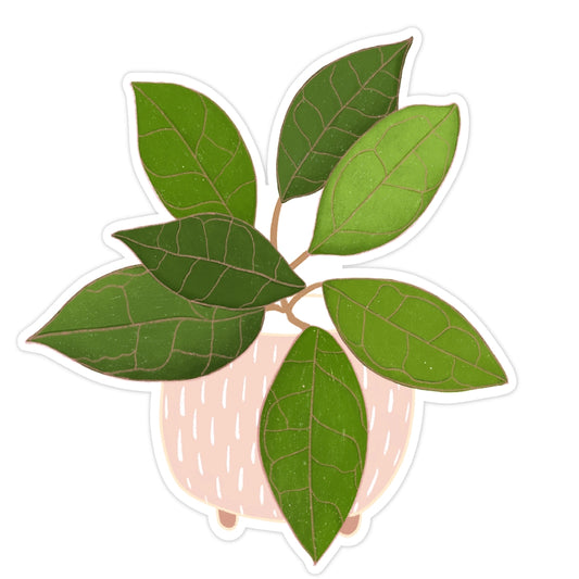 Hoya Finlaysonii Plant Sticker