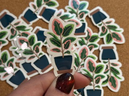 Variegated Ruby Rubber Plant Sticker