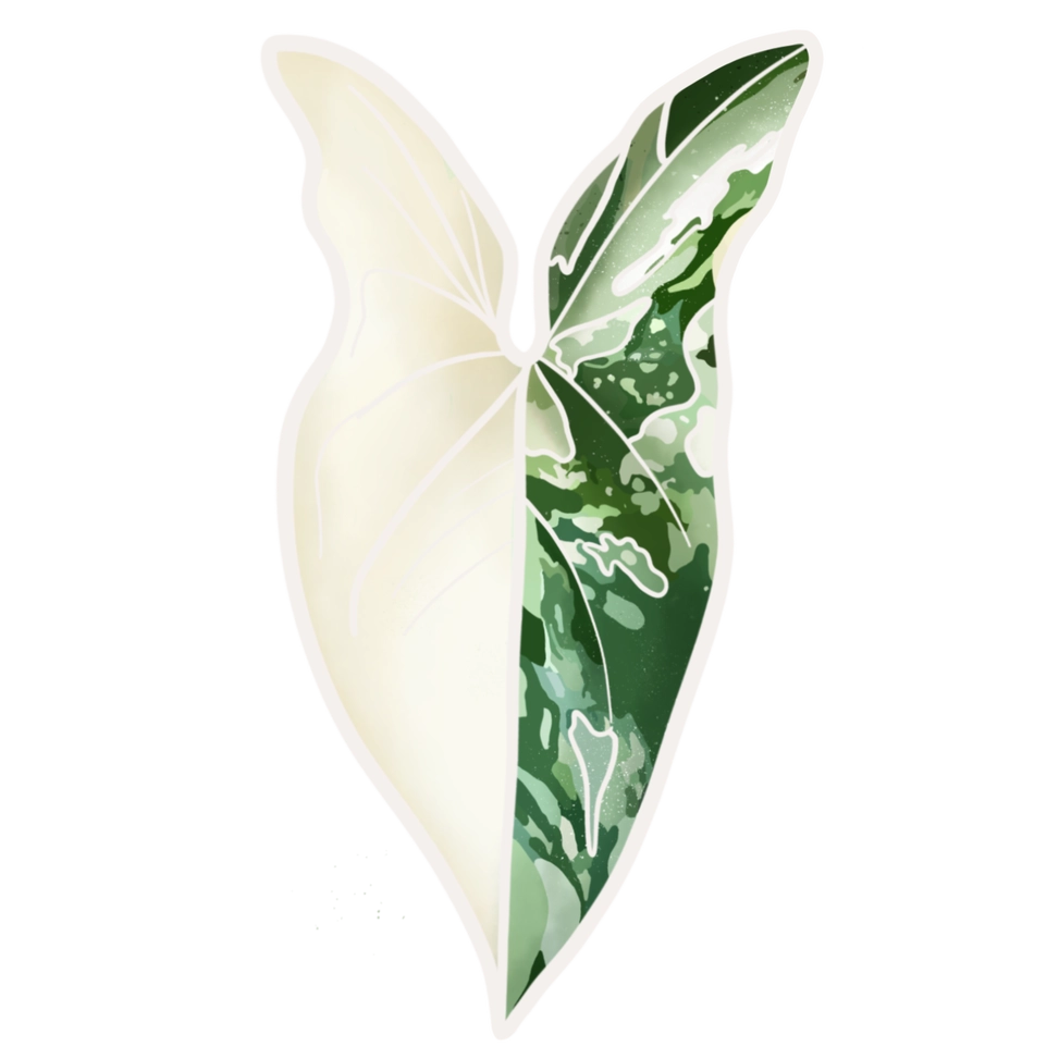 Syngonium Albo Variegata Plant Sticker