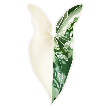 Syngonium Albo Variegata Plant Sticker